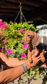 Cuccioli di Bassotto Fulvo a pelo corto