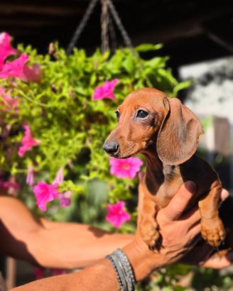 Cuccioli di Bassotto Fulvo a pelo corto