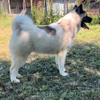 Akita Americano Femmina