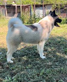 Akita Americano Femmina