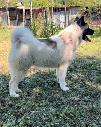 Akita Americano Femmina