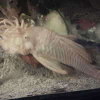 Ancistrus Giganti