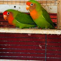 Inseparabili