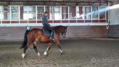 Cavallo Super catria