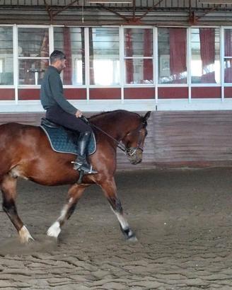 Cavallo Super catria