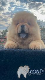 Chow chow