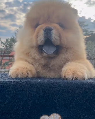 Chow chow