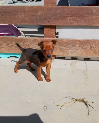 Pinscher toy