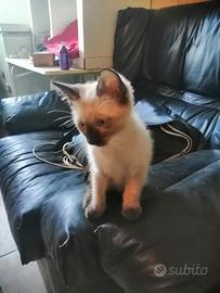 Cucciolo gatto siamese