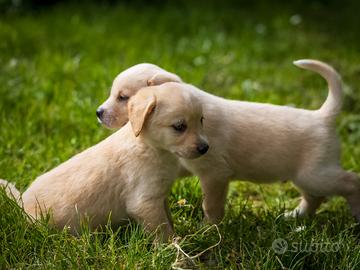 Cuccioli Golden Labrador retriever