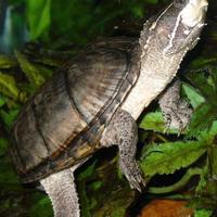 Tartaruga del muschio , Sternotherus odoratus