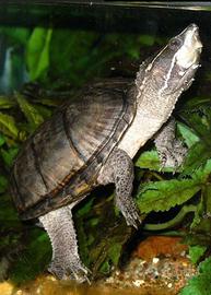 Tartaruga del muschio , Sternotherus odoratus