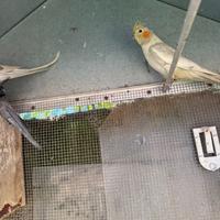 Pappagalli Colopsite