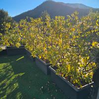 Siepi di pitosforo adulte altezza 180