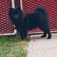 Cucciolo Spitz Tedesco Piccolo ( Kleinspitz )