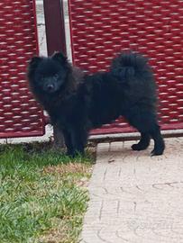 Cucciolo Spitz Tedesco Piccolo ( Kleinspitz )