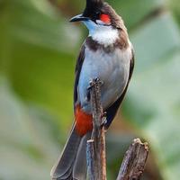 Coppia bul bul guance rosse