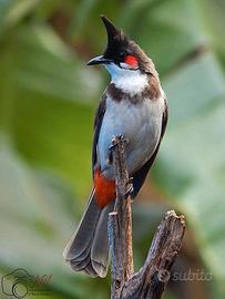 Coppia bul bul guance rosse