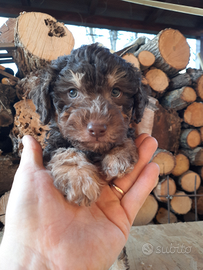 Cuccioli Lagotto Romagnolo
