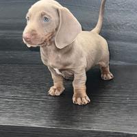 NINO, cucciolo di bassotto isabella