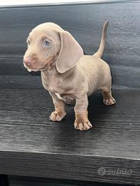 NINO, cucciolo di bassotto isabella