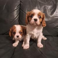 Cuccioli di cavalier King
