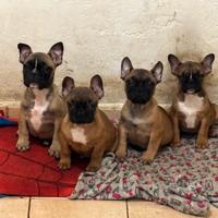 Bulldog francesi cuccioli