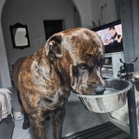 Incrocio corso labrador