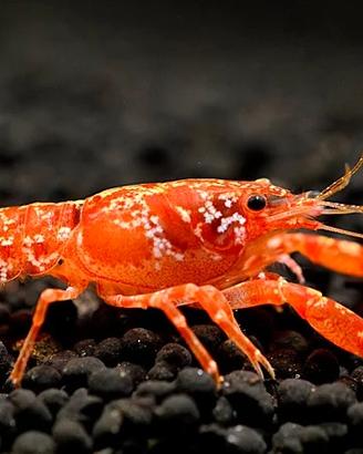 Gamberi nani cambarellus caridine e neocaridine