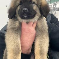 Splendida cucciola di Pastore del Caucaso
