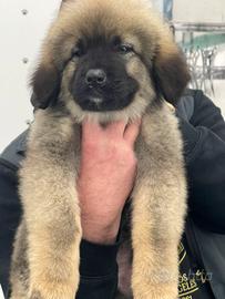 Splendida cucciola di Pastore del Caucaso