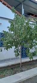 alberi da frutto