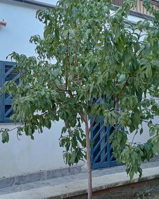 alberi da frutto