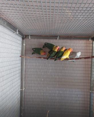 Inseparabili