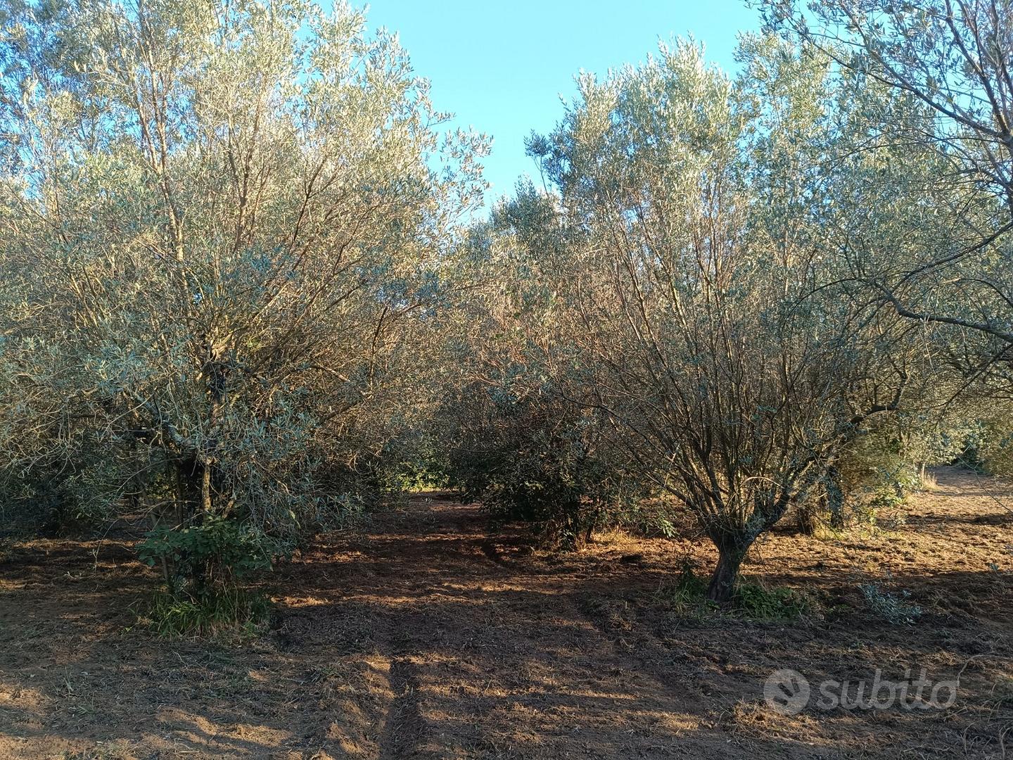 Terreno agricolo con oliveto qualità "Frantoio" - Vista 5