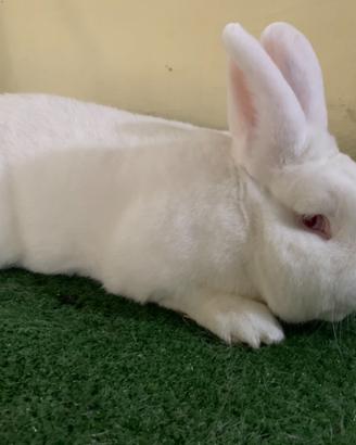 Conigli puri di razza