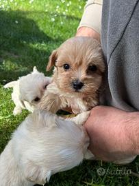 Maltipoo stupendo