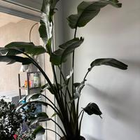 Sterlitzia