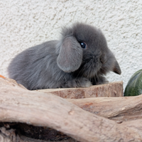 Coniglietti puri nani ariete