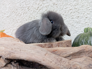 Coniglietti puri nani ariete