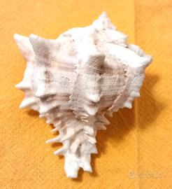 conchiglia  di murice