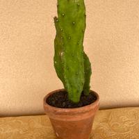 Pianta grassa cactus