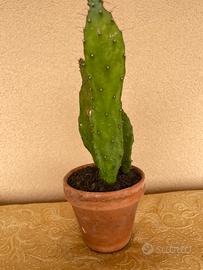 Pianta grassa cactus