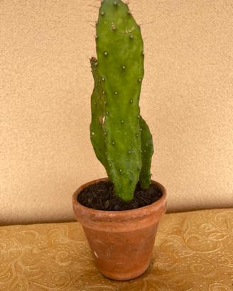 Pianta grassa cactus