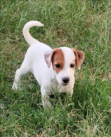 Jack Russell cuccioli