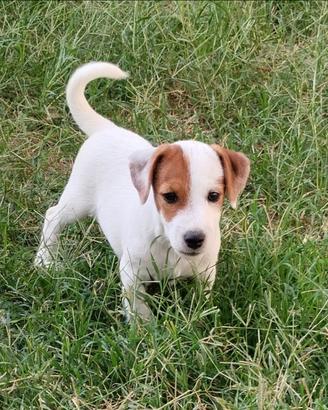 Jack Russell cuccioli