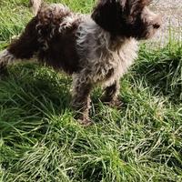 Cucciolo Lagotto romagnolo
