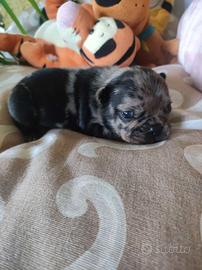 Femminucce Bouledogue francese Bulldog
