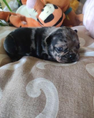 Femminucce Bouledogue francese Bulldog