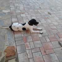 Braccopointer